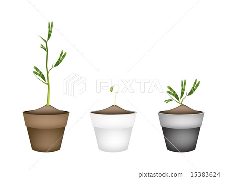 Fresh Water Mimosa in Ceramic Flower Pots Fresh Water Mimosa in Ceramic Flower Pots 15383624