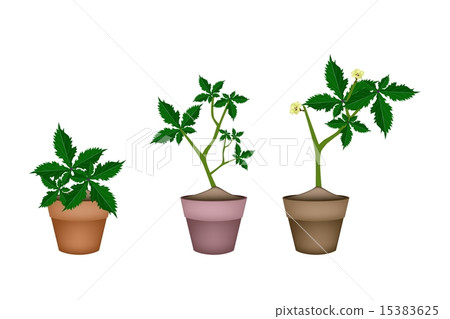 Fresh Okra Plant in Ceramic Flower Pots Fresh Okra Plant in Ceramic Flower Pots 15383625