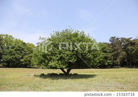 新鮮的綠色樹和藍天 新鮮的綠色樹和藍天 15383716