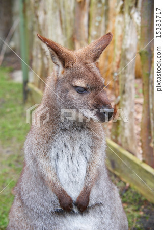 Brown kangaroo, focus close-up Brown kangaroo, focus close-up 15383717