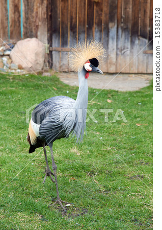 Grey crowned crane 15383718