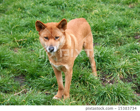 Australian Dingo Australian Dingo 15383734