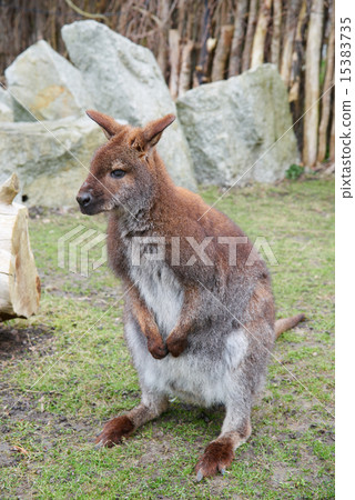 Brown kangaroo, focus close-up Brown kangaroo, focus close-up 15383735