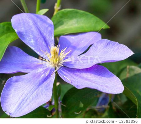 Red purple clematis, Fujio girl Red purple clematis, Fujio girl 15383856