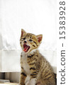 Yawning kitten 15383928