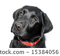 Food Please 15384056