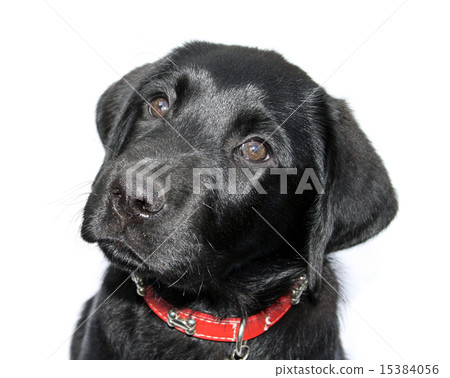 Food Please Food Please 15384056