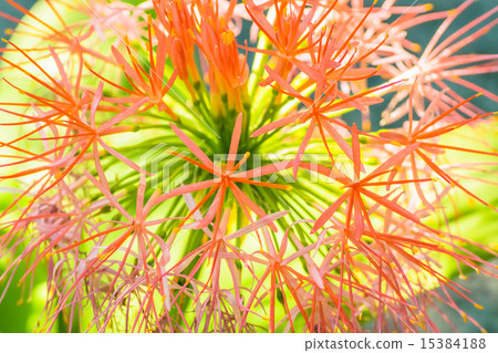 Fireball Lily, Africa Fireball Lily, Africa 15384188