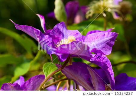 紫色鐵線蓮 15384227