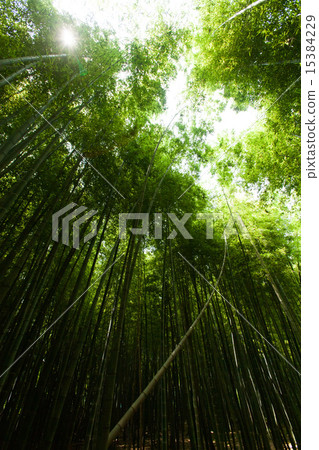  竹林 15384229