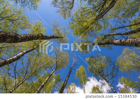Looking up to the sky through trees in forest 15384530