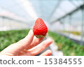 One grain of strawberry held by hand 15384555