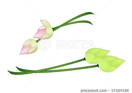 Four Lotus Flowers on A White Background 15384586