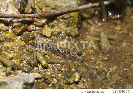 生物魚Minami Tobihaze，可愛的眼睛很可愛。似乎閃耀的斑點是Minami Tobiase的特徵 15384665