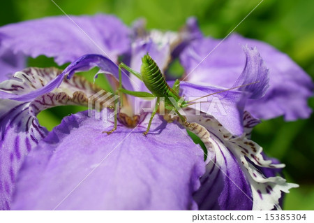 Grasshopper on the flowers 15385304
