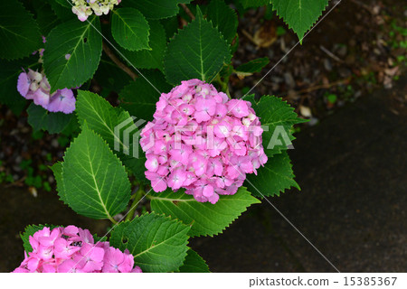 Tamba hydrangea temple in Fukuchiyama city, Kyoto Prefecture Kanonji temple of Eizo Kozo 15385367