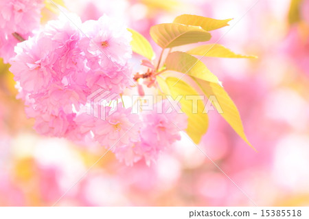 Double cherry blossoms 15385518