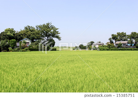 Scenery of village - Paddy field 15385751