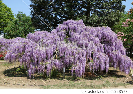 Wisteria 15385781