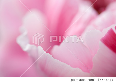 Button Button 15385845