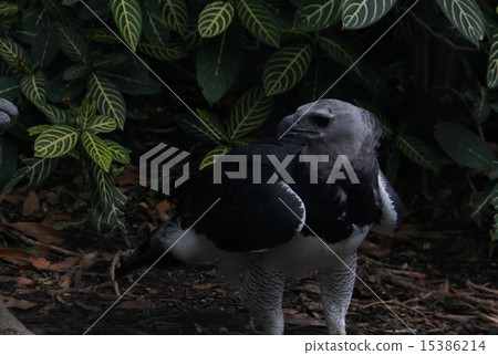 Harpy Eagle Harpy Eagle 15386214