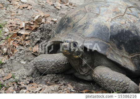 Giant Tortoise 15386216