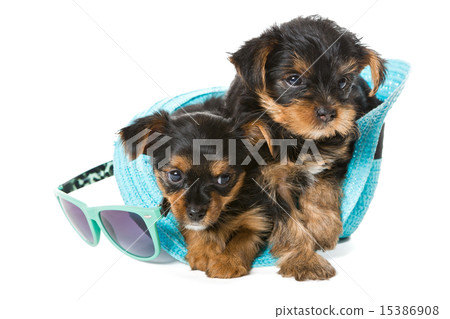 Two little Yorkshire Terrier and beach hat Two little Yorkshire Terrier and beach hat 15386908