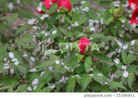 按鈕花蕾和雨滴的櫻花花瓣跳舞 15386951