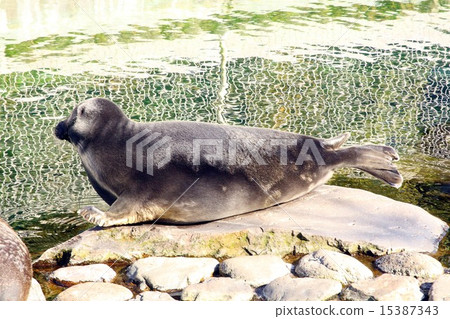 貝加爾海豹 15387343