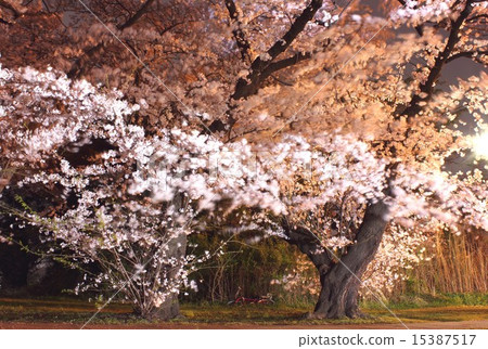 盛開的櫻花樹在風中搖曳 15387517