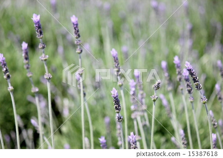 lavender lavender 15387618