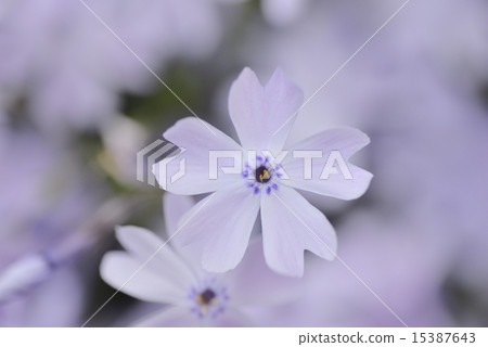 Moss phlox  15387643