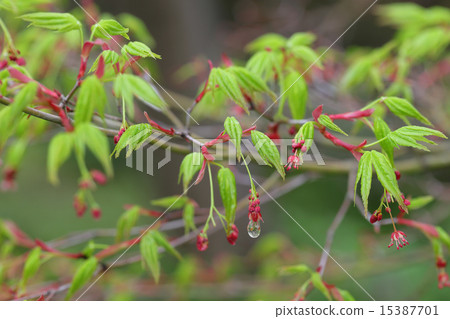 Momiji flowers and rain drops 15387701