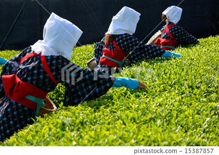 八十八夜 15387857