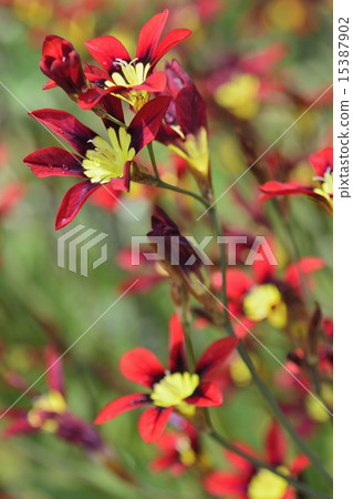 Wand Flower Wand Flower 15387902