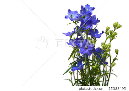 Delphinium _ Aqua Blue Delphinium _ Aqua Blue 15388495