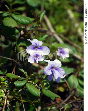 中提琴 中提琴 15388686