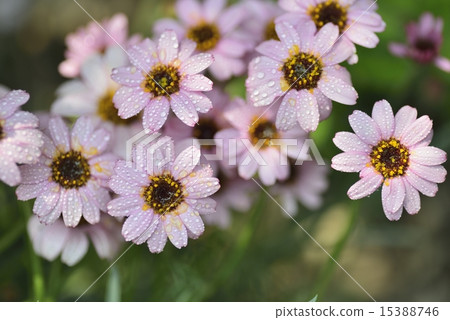 瑪格麗特 15388746