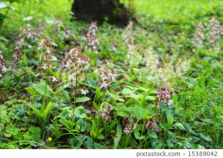 四月花Ebine / Orchid Department 34 Wild Run 15389042