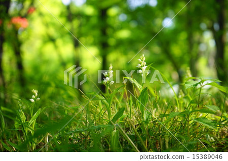 四月花ginran·蘭花家庭01野生蘭花 15389046