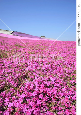 April Flower Shibazakura · Hanasinobu Department 31 Colony 15389050