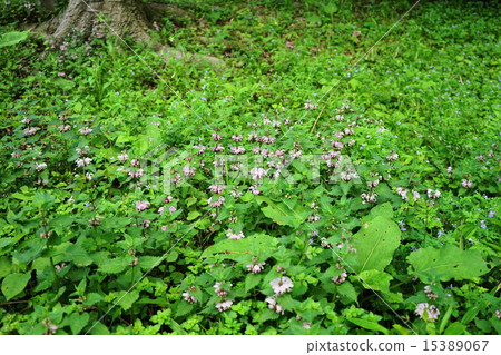 四月花鯊的頭顱/唇形科21 四月花鯊的頭顱/唇形科21 15389067