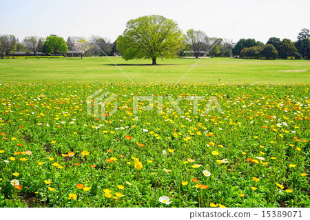 4月花罌粟和罌粟家庭49昭和紀念公園 15389071