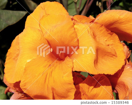 Orange flower 15389346
