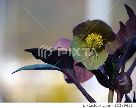 聖誕節玫瑰 15389451