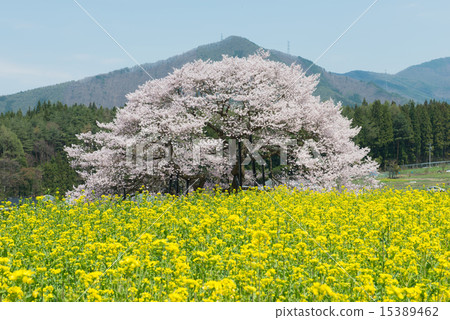 黑部的Edohigan櫻花樹 黑部的Edohigan櫻花樹 15389462