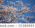 cherry blossom, cherry tree, sakura 15389493