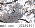 cherry blossom, cherry tree, sakura 15389494