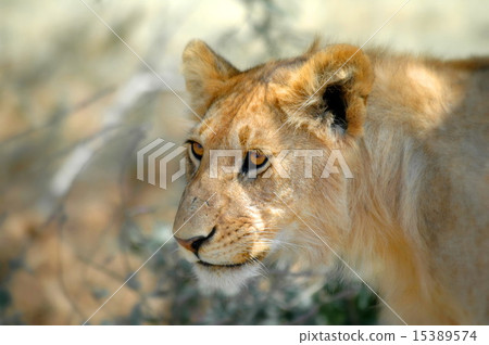 Lion is waiting 15389574