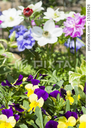 Spring flowers Anemone and pansy 15389826